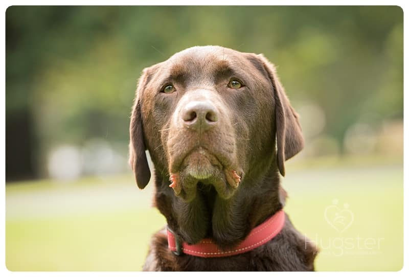 Solo Picture of a Dog in the Park