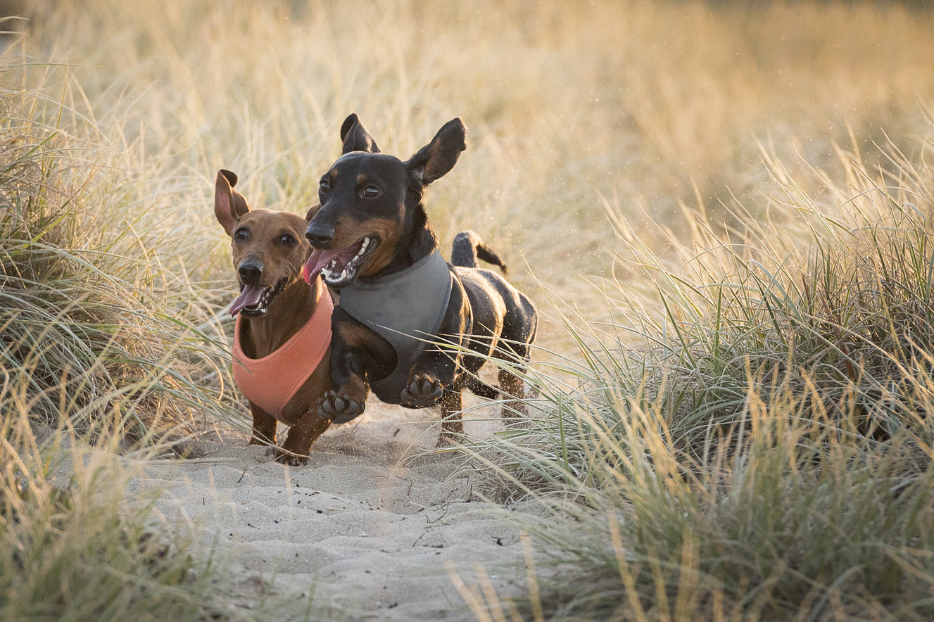 Dog - Beach