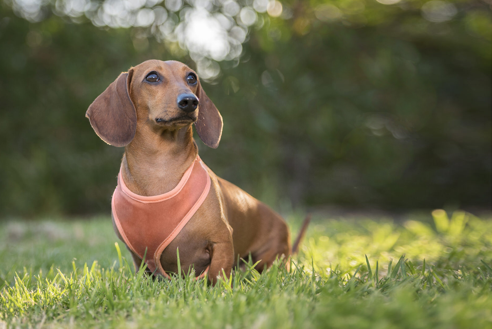 Dog - Park